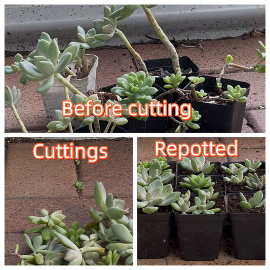 Don’t Throw Away Your Ugly Succulents: Head Cutting Propagation Can Bring Them Back to Life!
