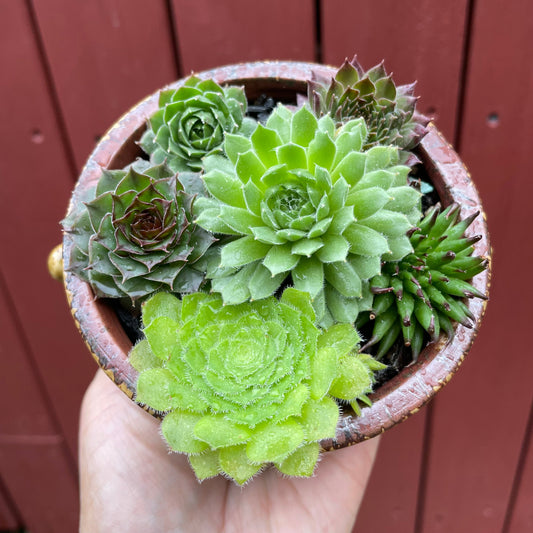 🌵 Plant Spotlight: Meet Sempervivum! 🌿