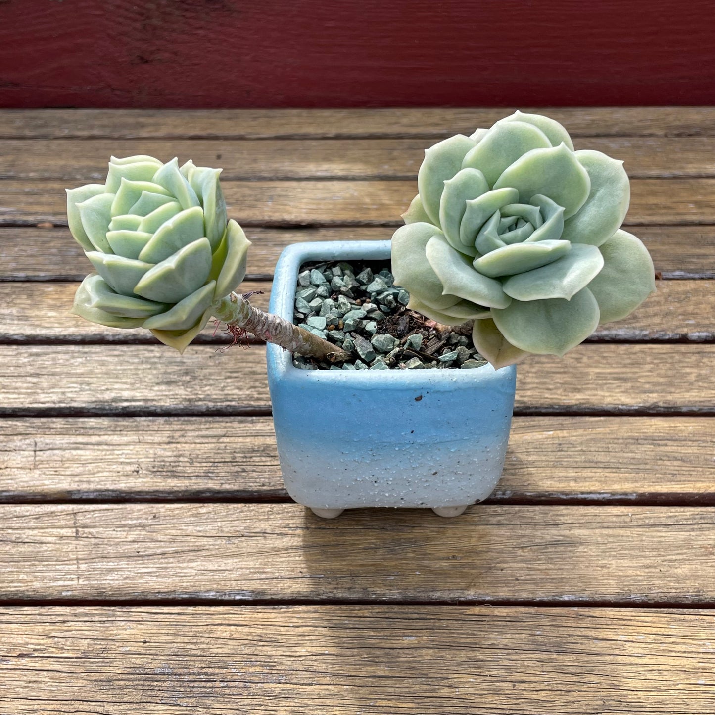 Lovely rose succulent X Graptoveria ‘Lovely Rose’ Variegated
