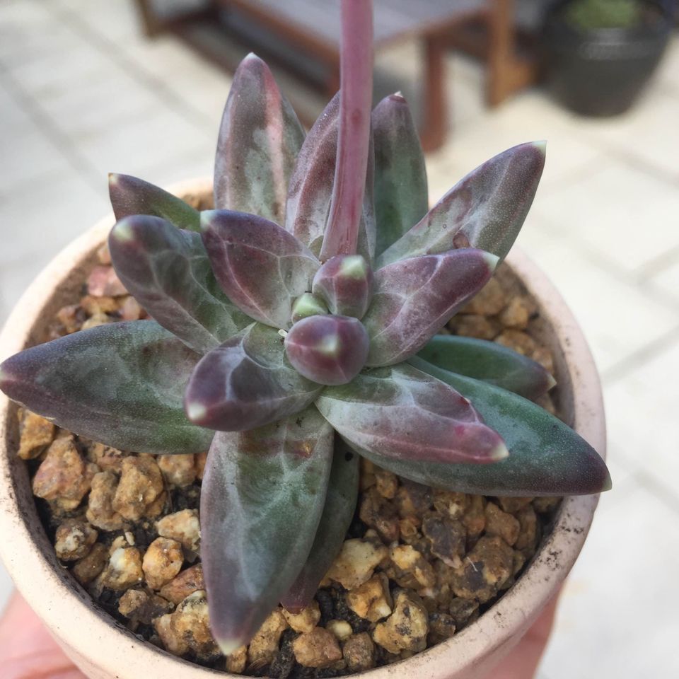 Pachyphytum compactum