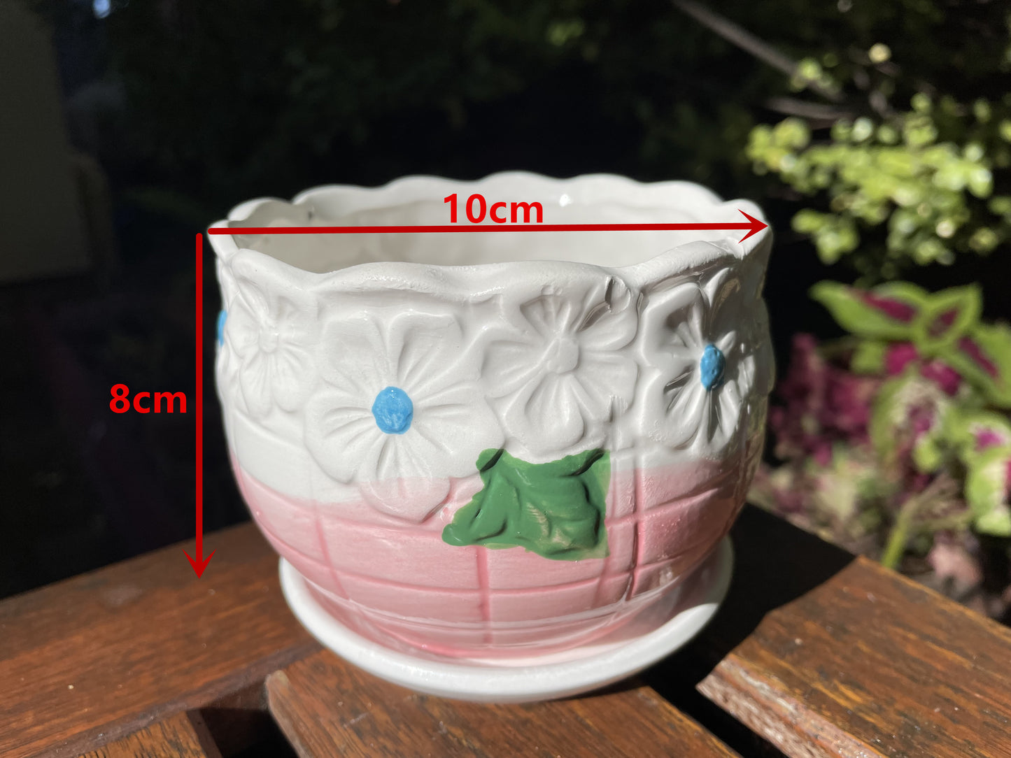 Succulent Favours in Ceramic Pots – Wedding & Event Gifts (Pickup Gymea NSW)