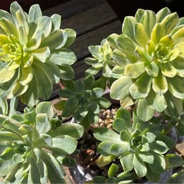 Big Aeonium Suncup