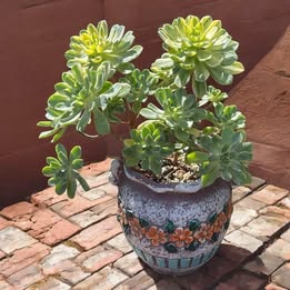 Big Aeonium Suncup