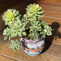 Big Aeonium Suncup