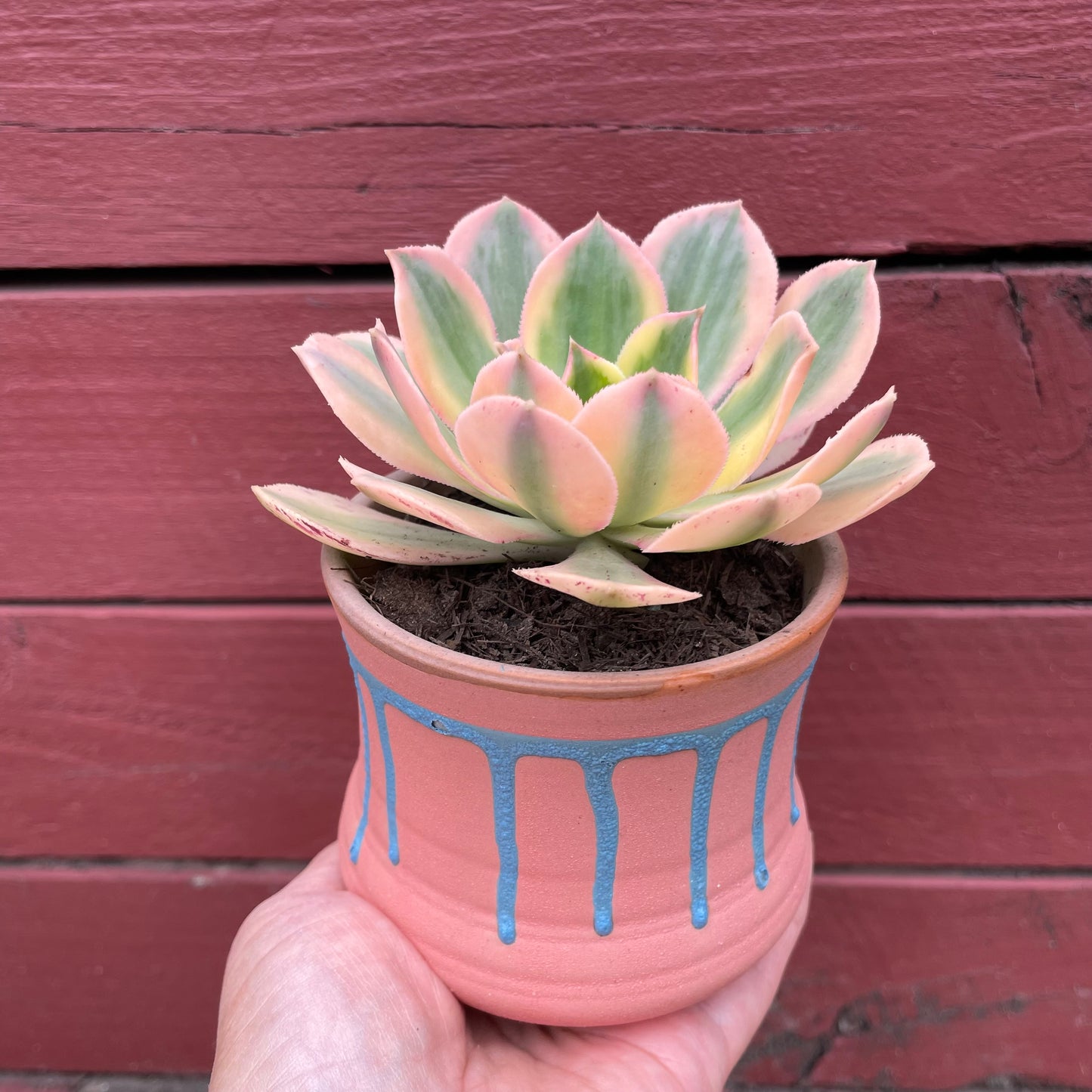 Aeonium Sunburst Variegated