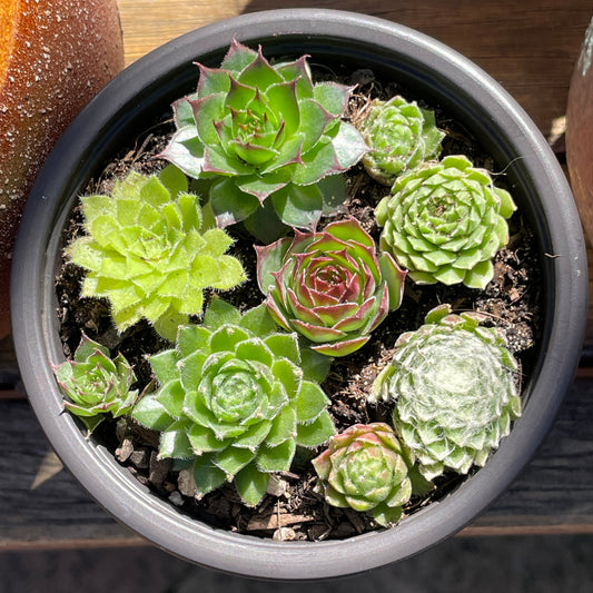 Sempervivum various types