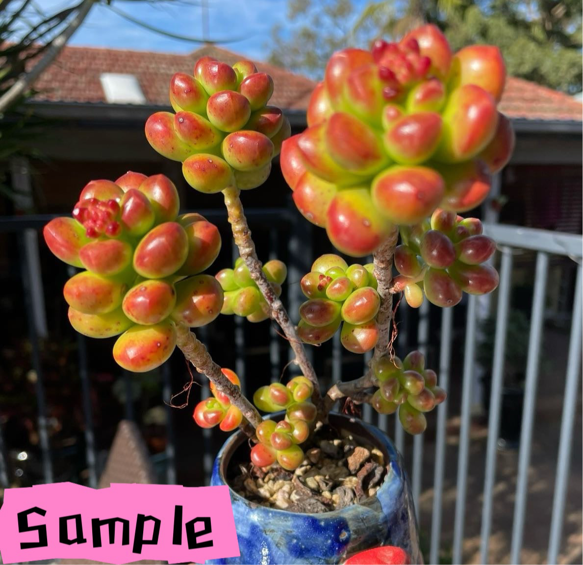 Sedum Lucidium 'Giant Jelly Bean' Cuttings