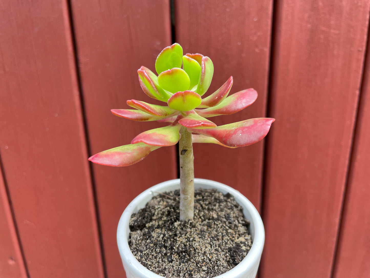 Succulent Sedum Dendroideum/tree stonecrop/False hens-and-chickens
