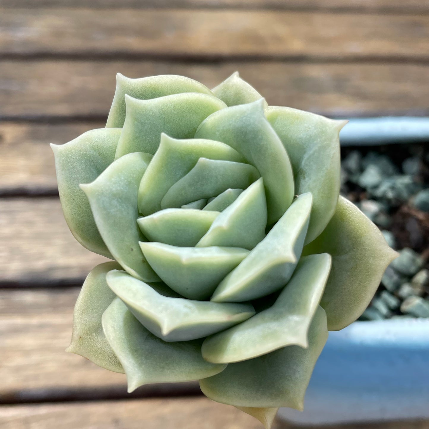 Lovely rose succulent X Graptoveria ‘Lovely Rose’ Variegated
