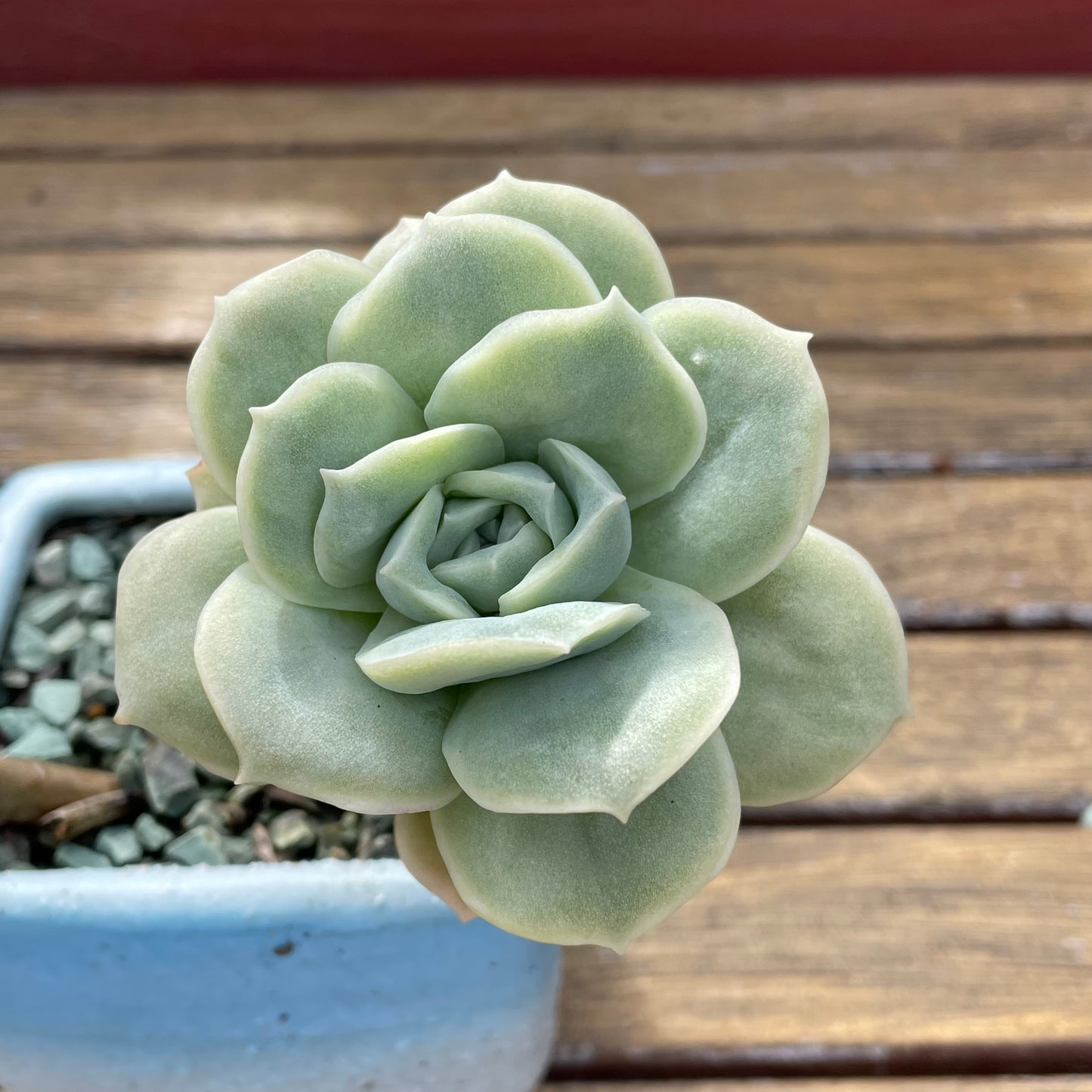 Lovely rose succulent X Graptoveria ‘Lovely Rose’ Variegated