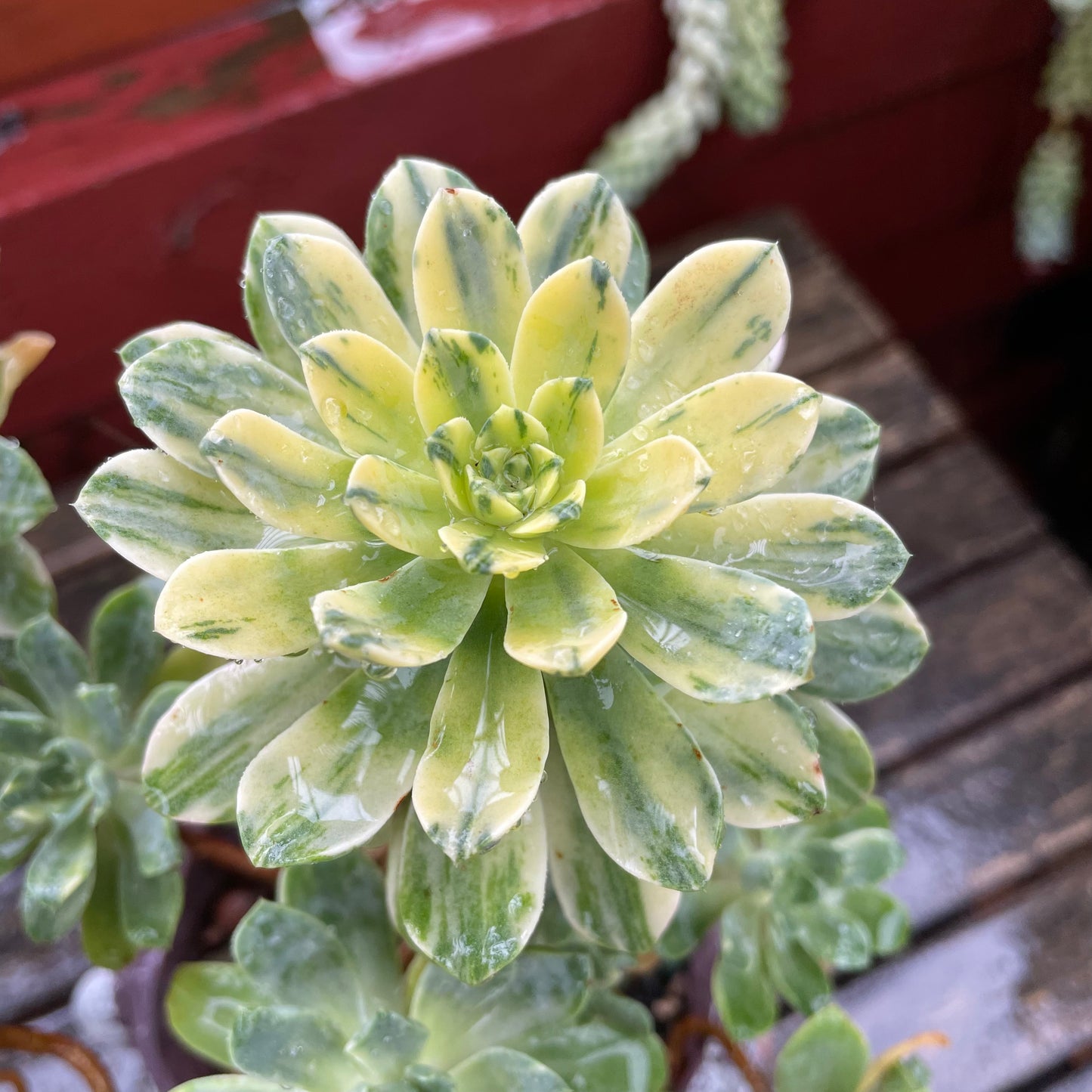 Big Aeonium Suncup