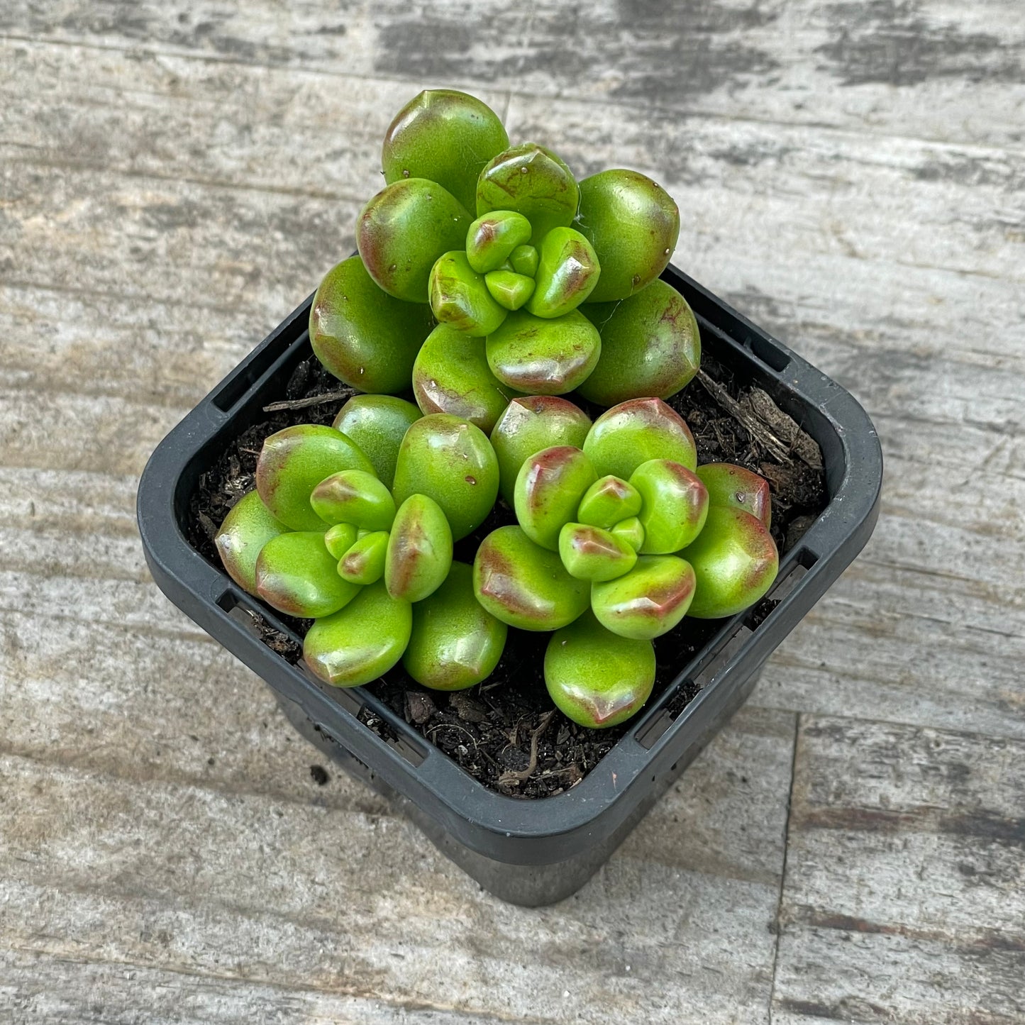 Sedum Lucidium 'Giant Jelly Bean' Cuttings