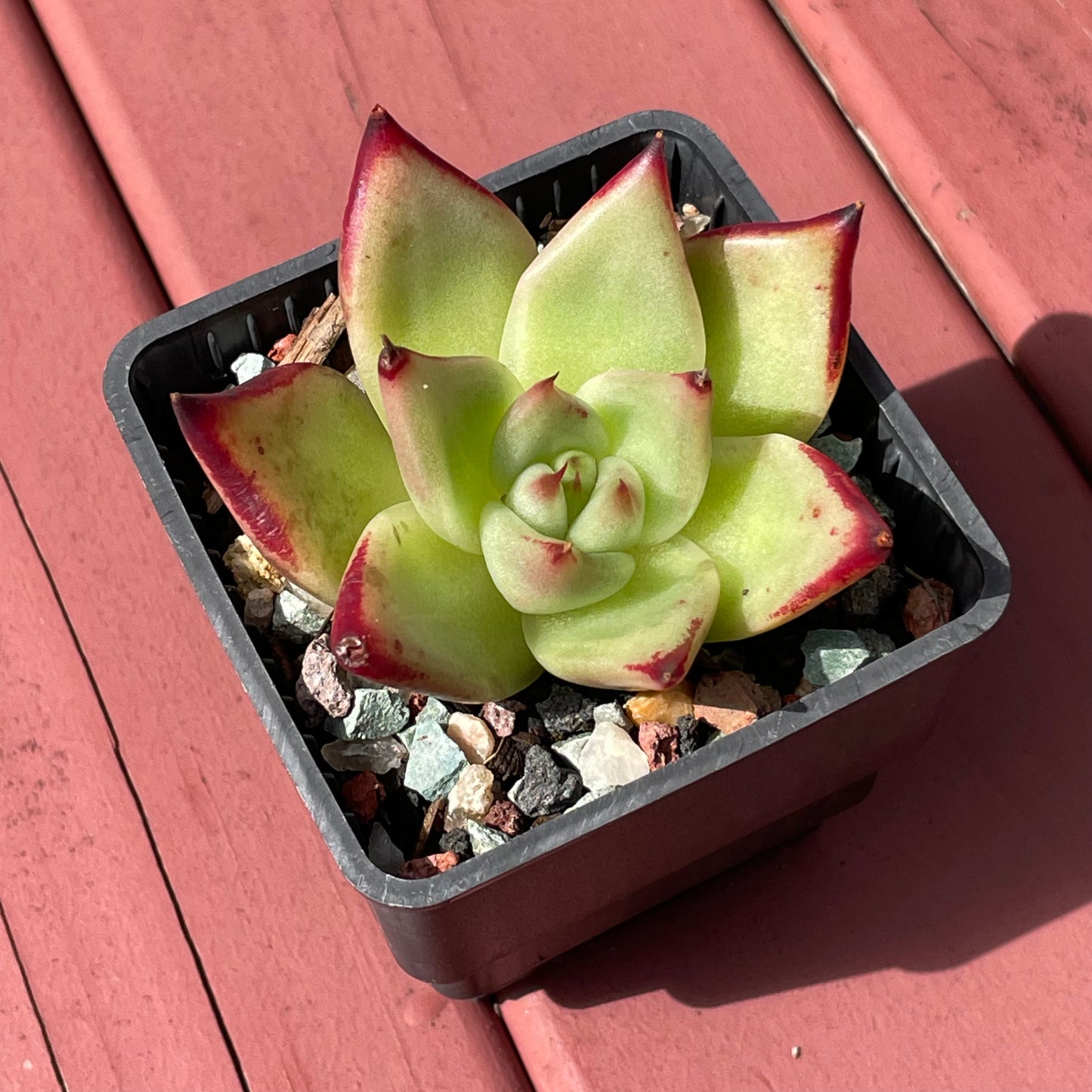 Echeveria Lipstick Succulent