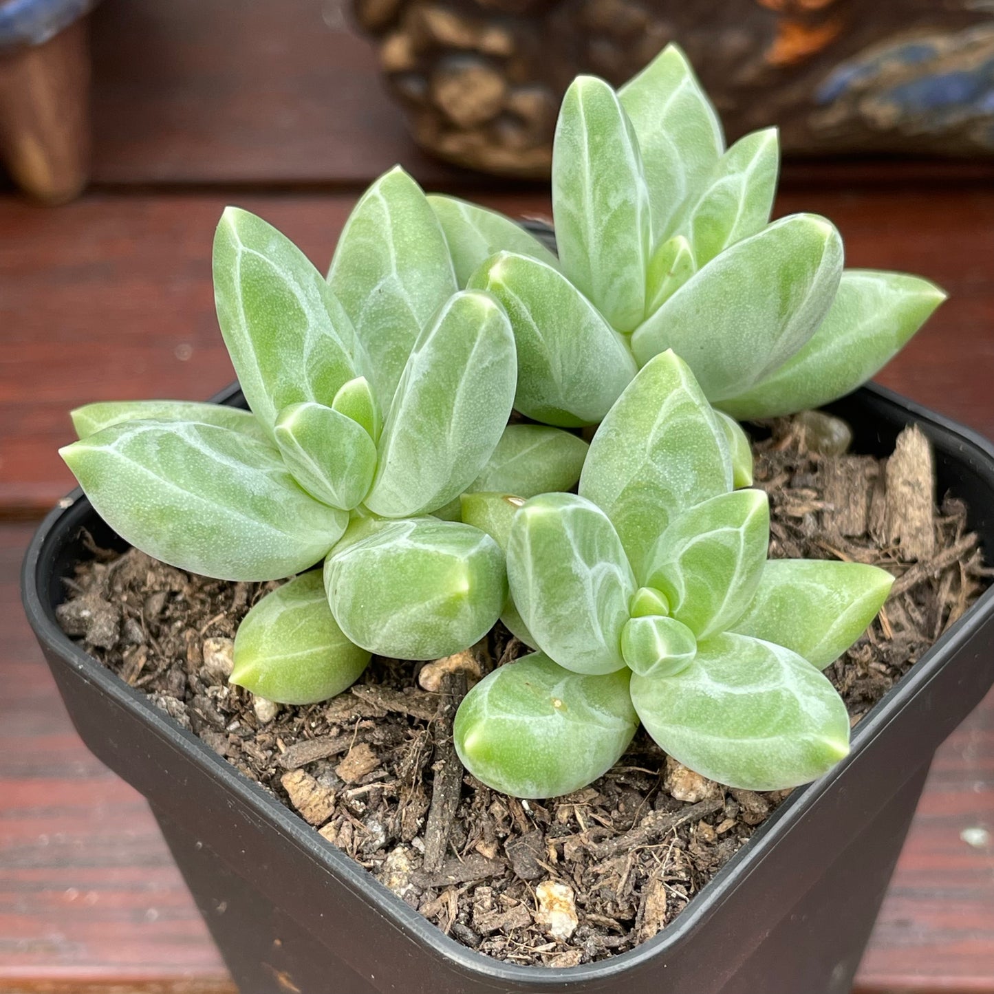 Pachyphytum compactum