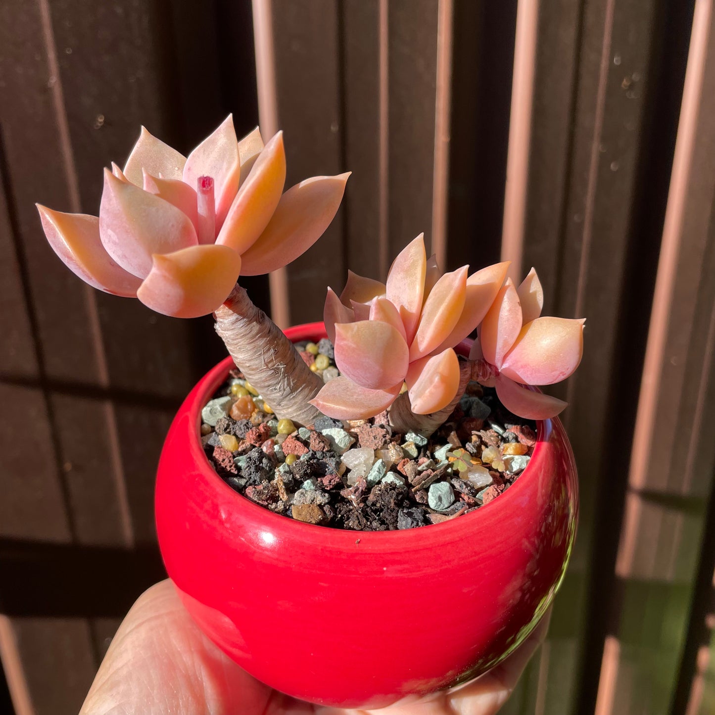 Succulent Graptoveria 'Douglas Huth' Bonsai Thick Stems