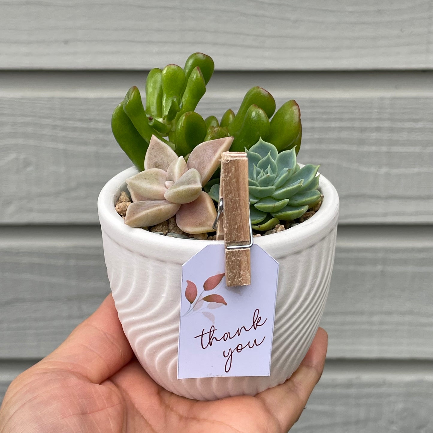 Succulent favour only local pick up from Gymea 2227