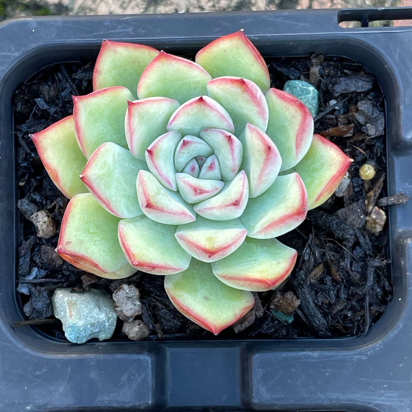Echeveria set