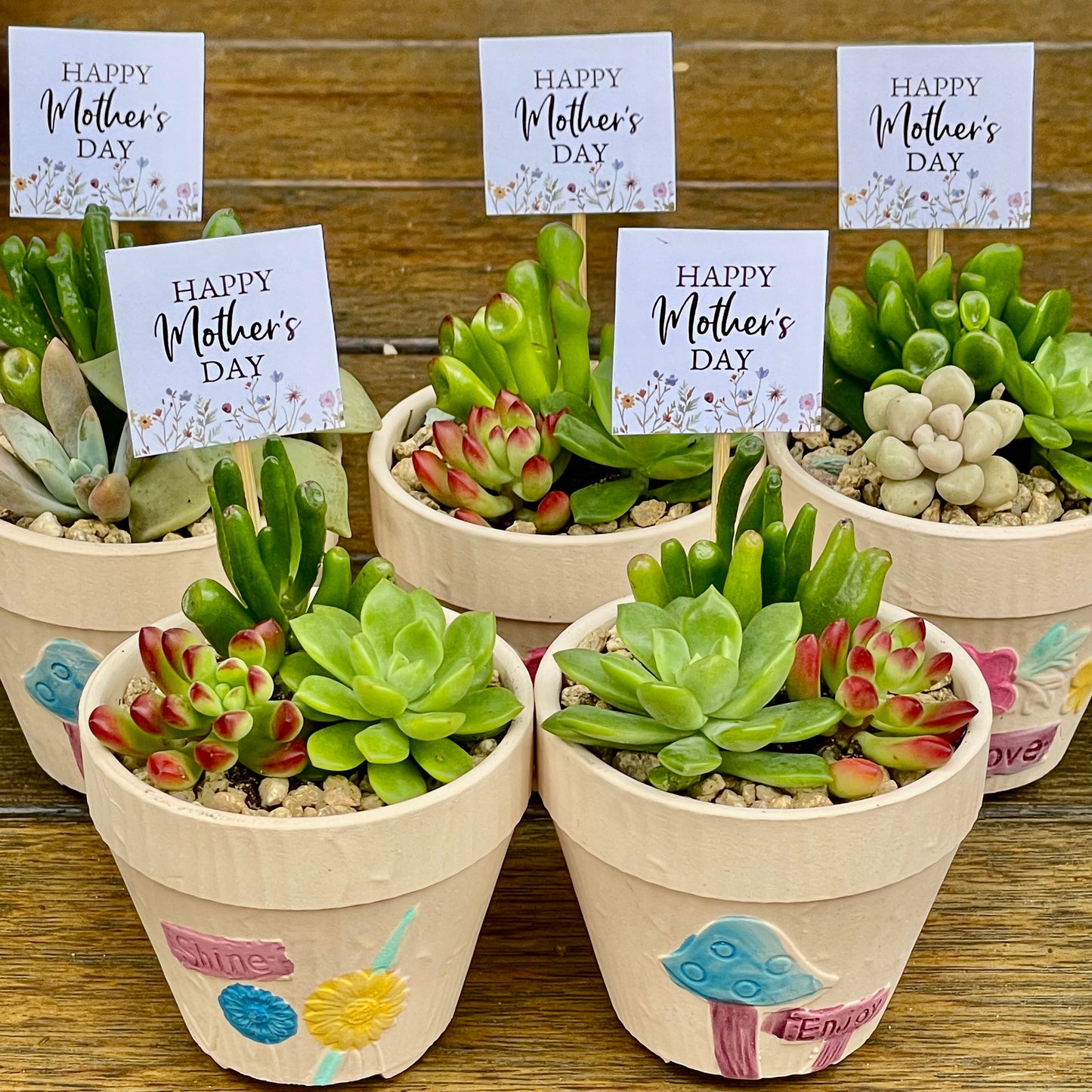 Succulent Favours – Mother's Day Gifts – Succulent Arrangements – Local Pickup Only – Gymea NSW 2227 – Unique Plant Gifts