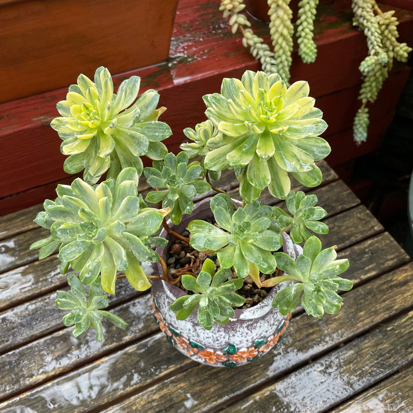 Big Aeonium Suncup