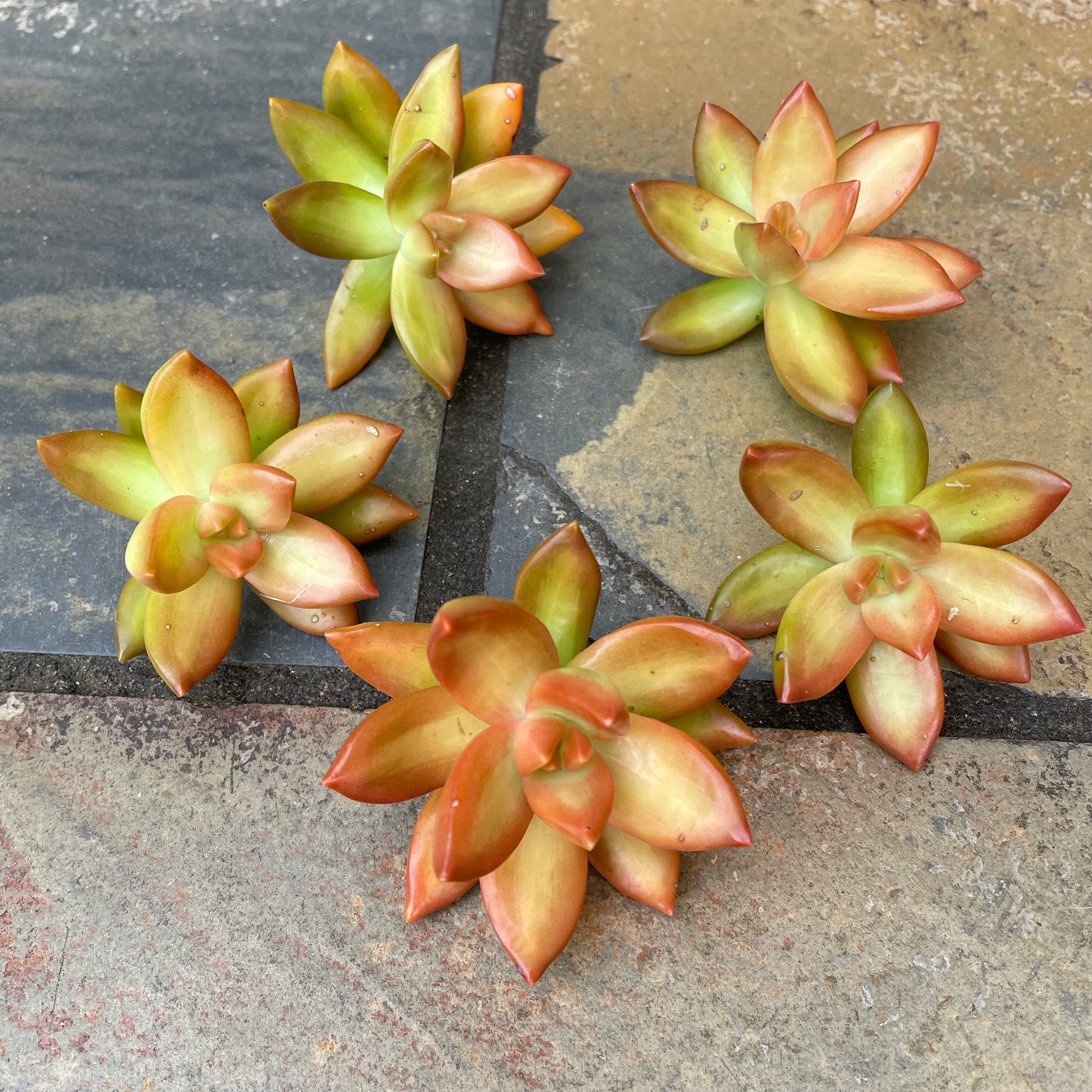 Sedum Adolphi Cuttings 6cm
