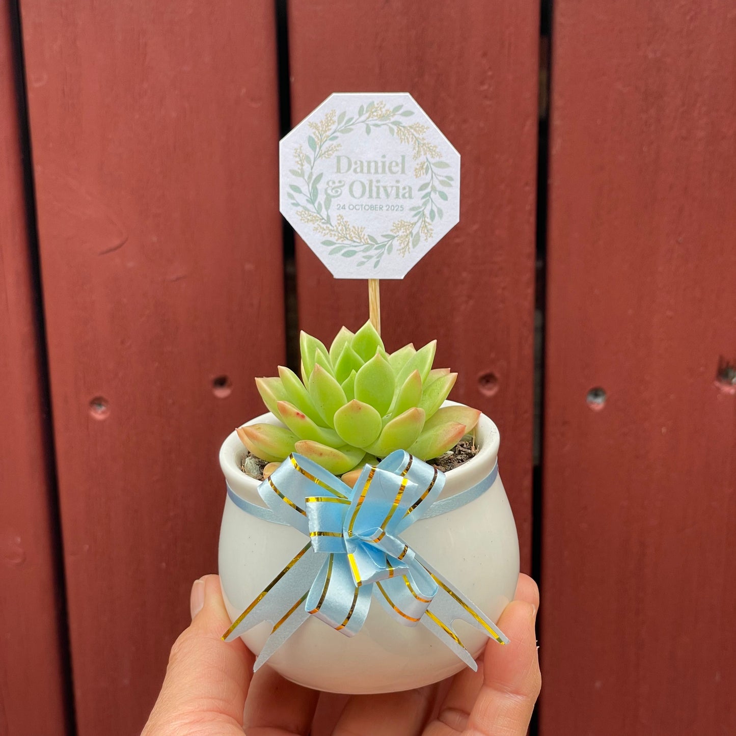 Wedding Succulent Favours – White Ceramic Pot 6.5cm – Eco-Friendly Guest Gifts, Personalised Tags, Gymea NSW Pick Up
