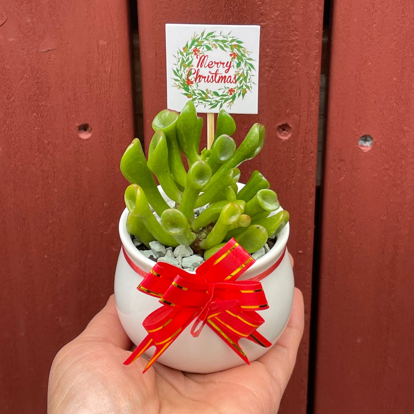 Christmas Succulent Favours – White Ceramic Pot 6.5cm – Eco-Friendly Teacher Gifts, Gymea NSW Pick Up