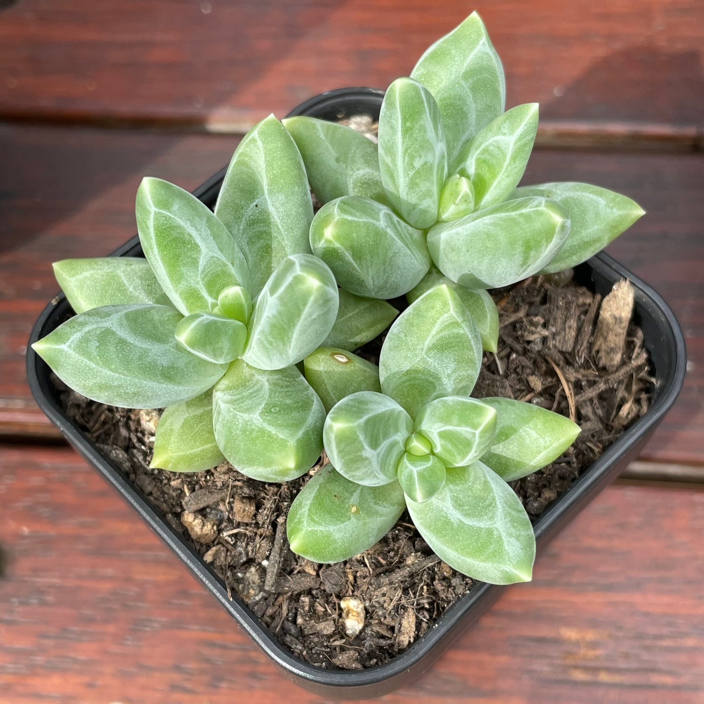 Pachyphytum compactum