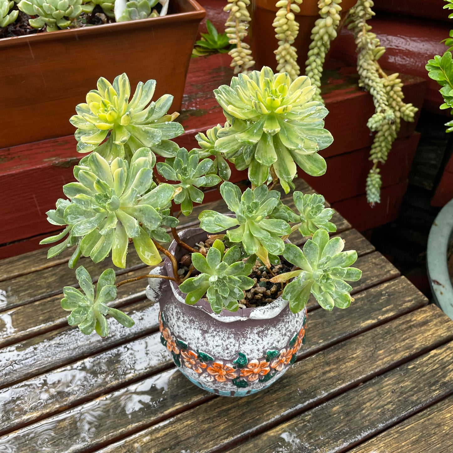 Big Aeonium Suncup
