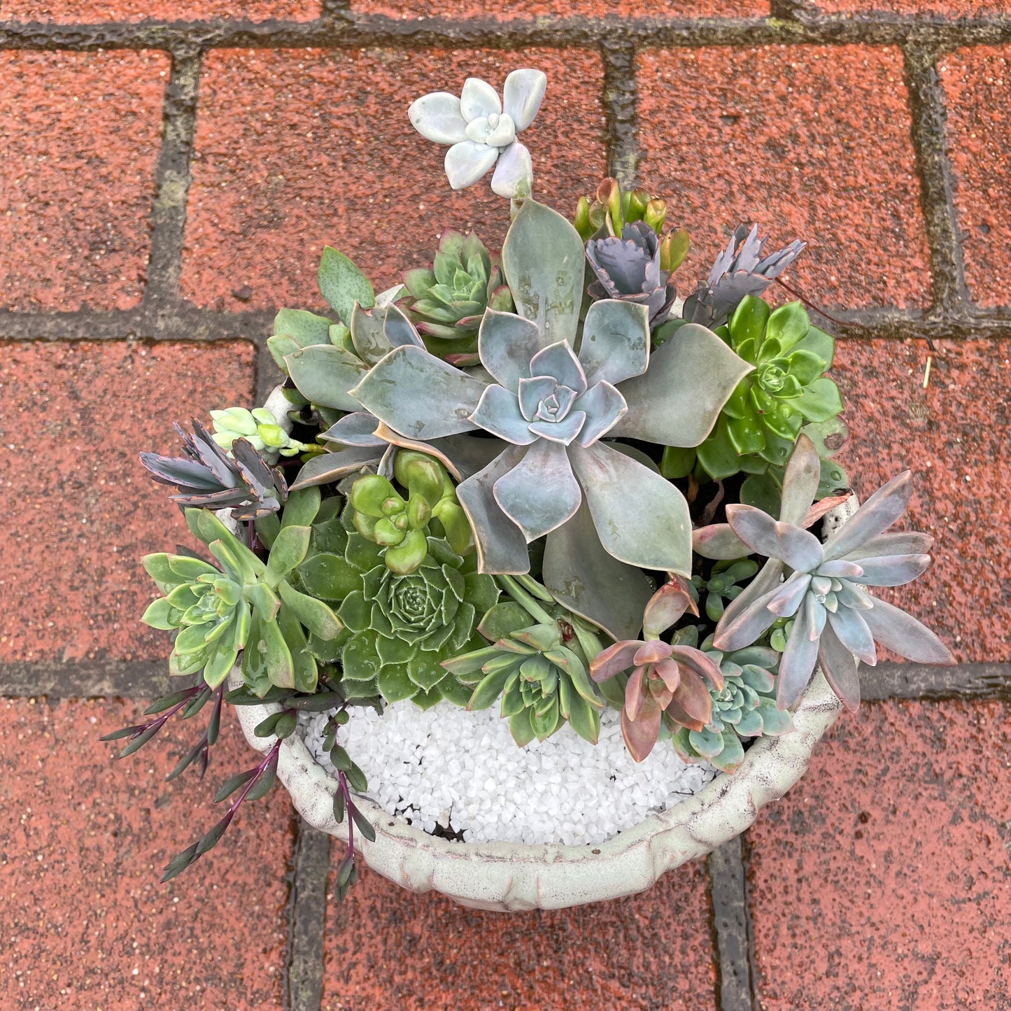 Big Succulent Arrangement Mixed Succulents in Pot