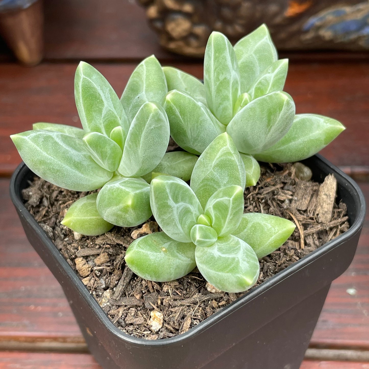 Pachyphytum compactum