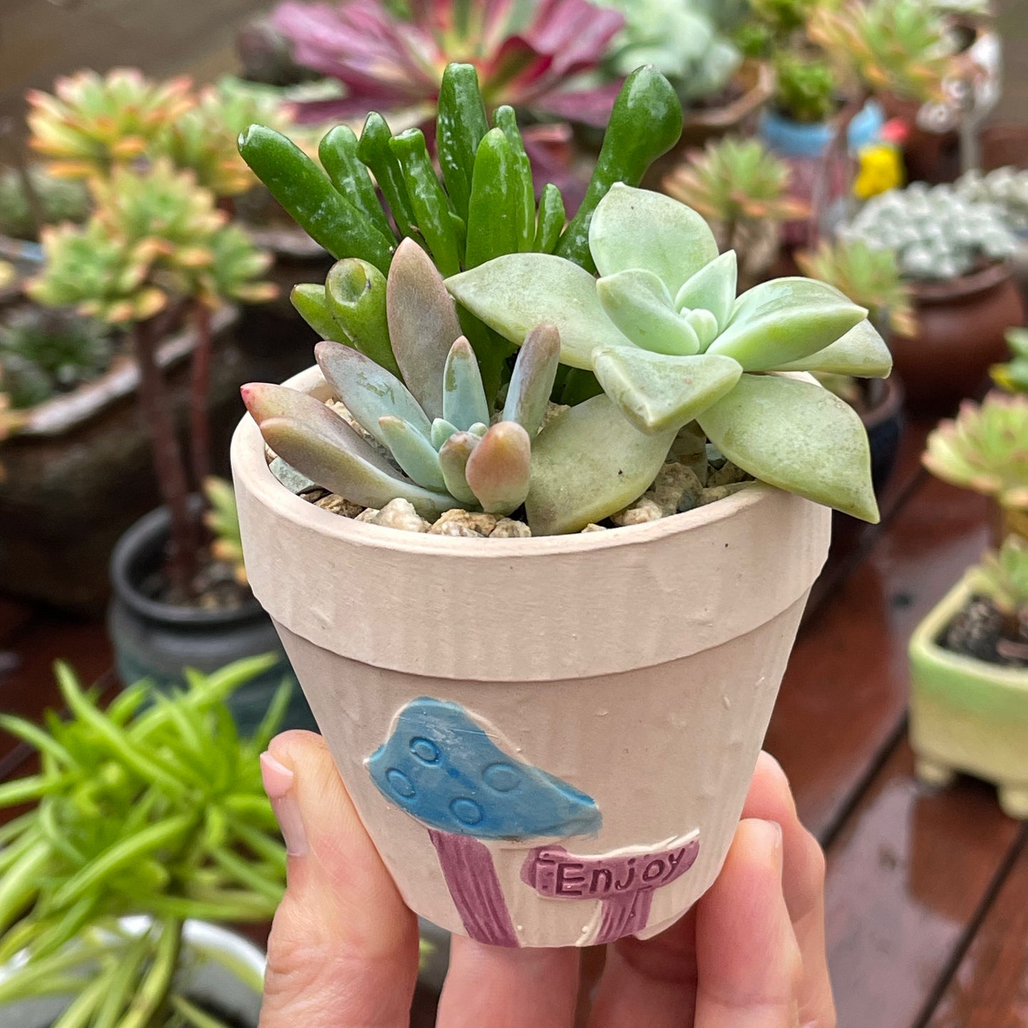 Succulent Favours – Mother's Day Gifts – Succulent Arrangements – Local Pickup Only – Gymea NSW 2227 – Unique Plant Gifts