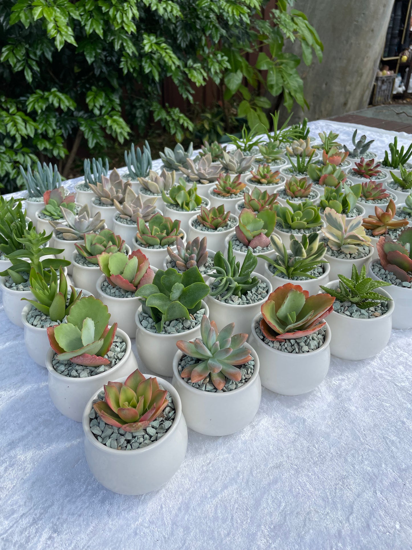 Succulent Favour White Pot