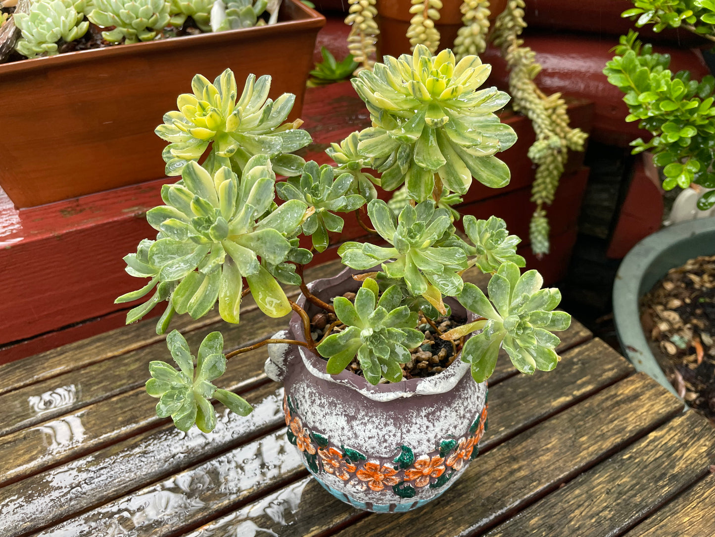 Big Aeonium Suncup
