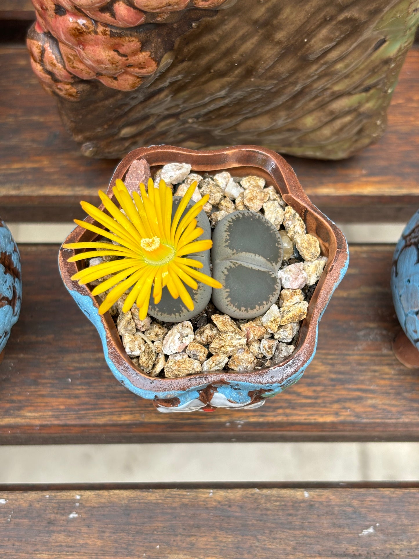 Living stone(Lithops)