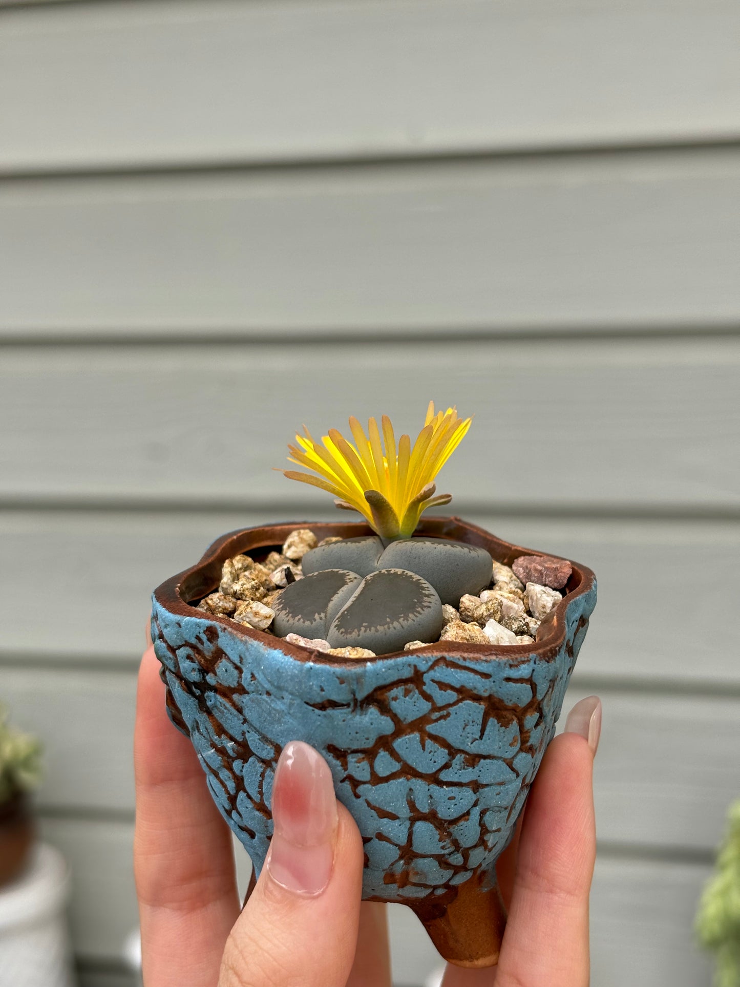 Living stone(Lithops)