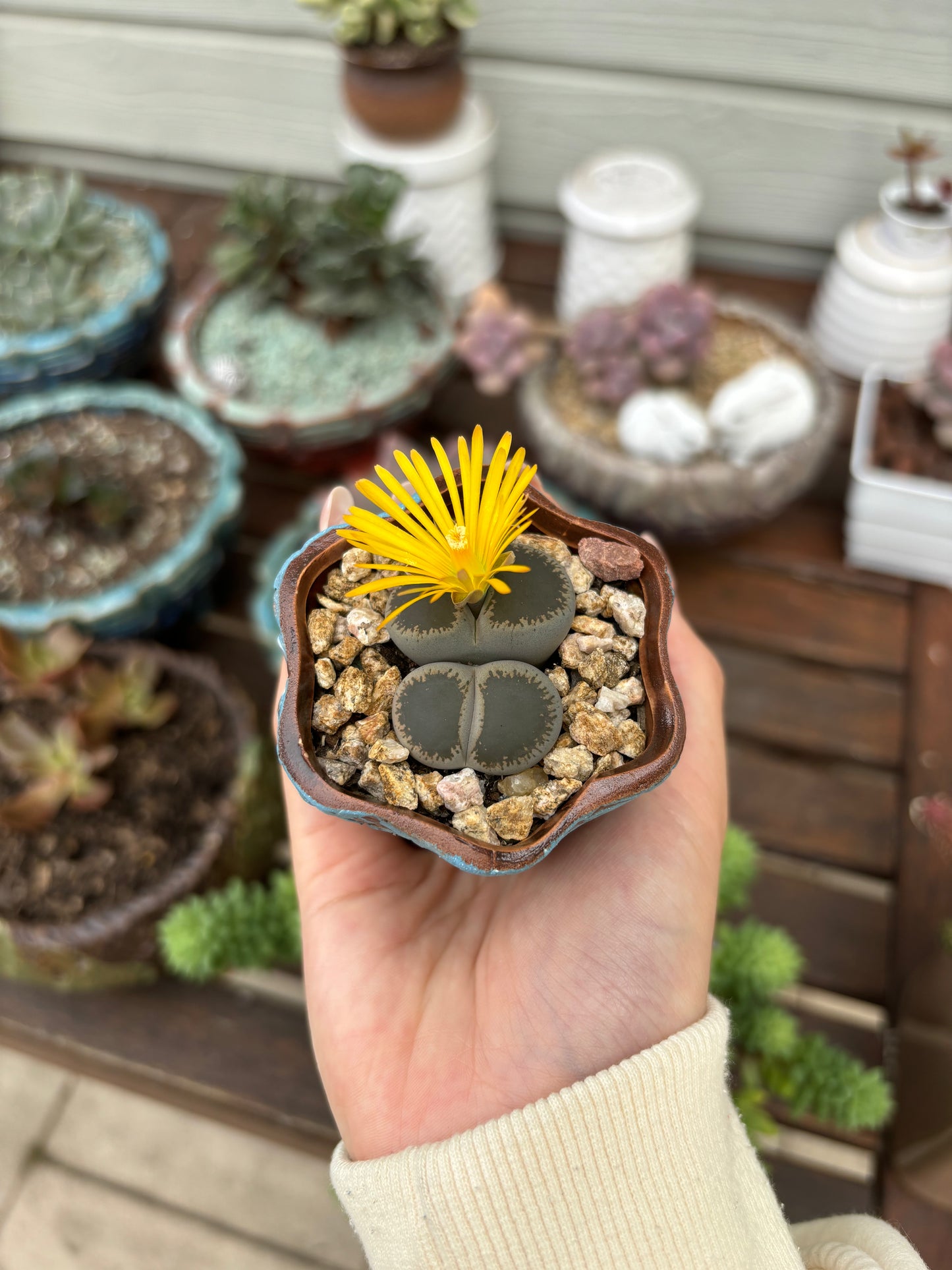 Living stone(Lithops)