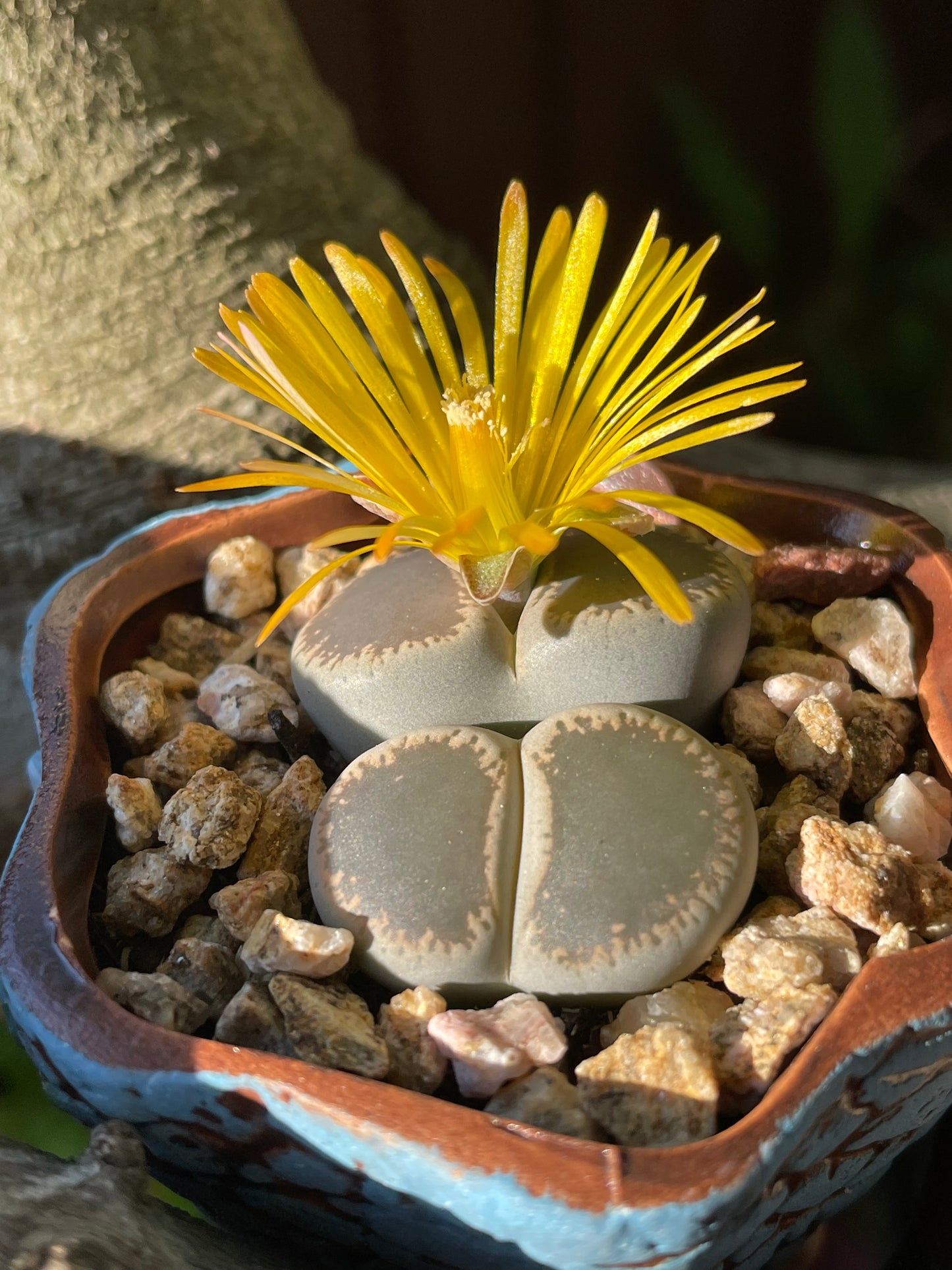 Living stone(Lithops)