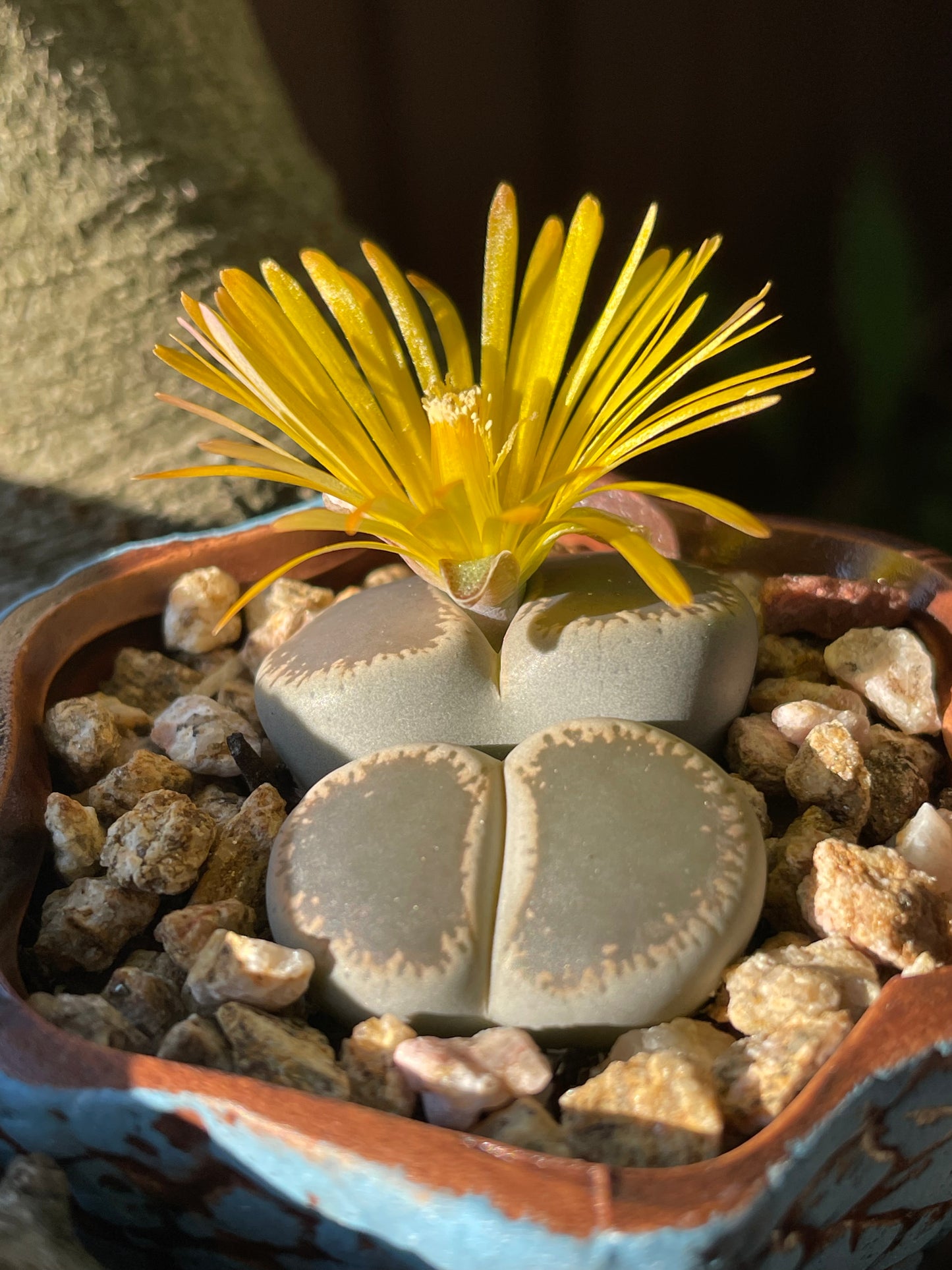 Living stone(Lithops)