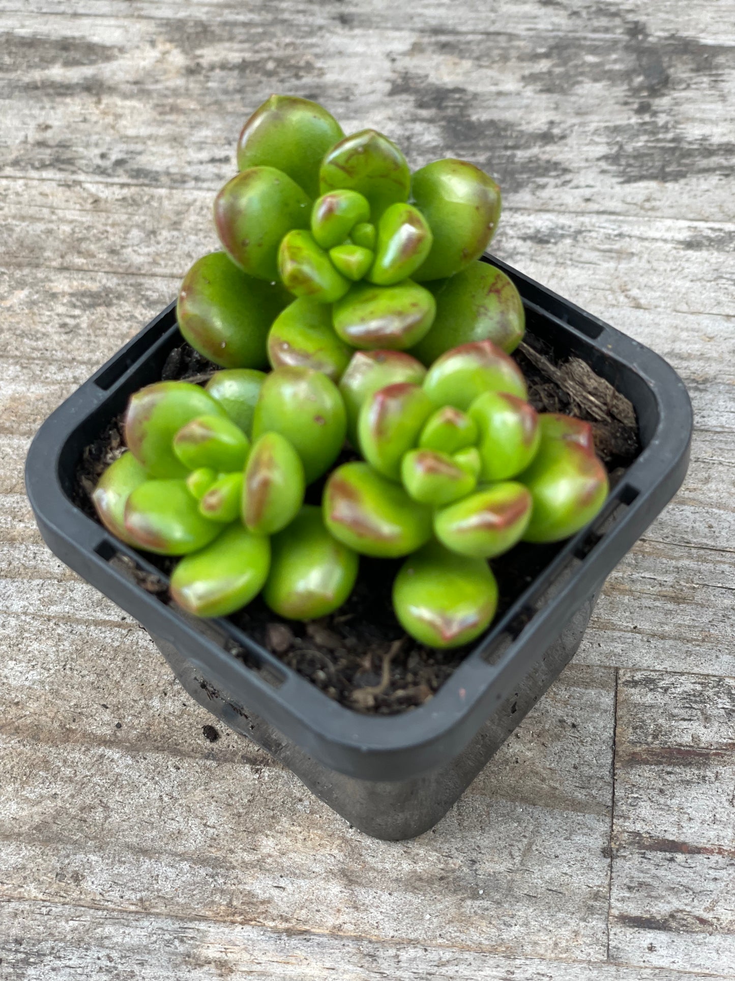 Sedum Lucidium 'Giant Jelly Bean' Cuttings