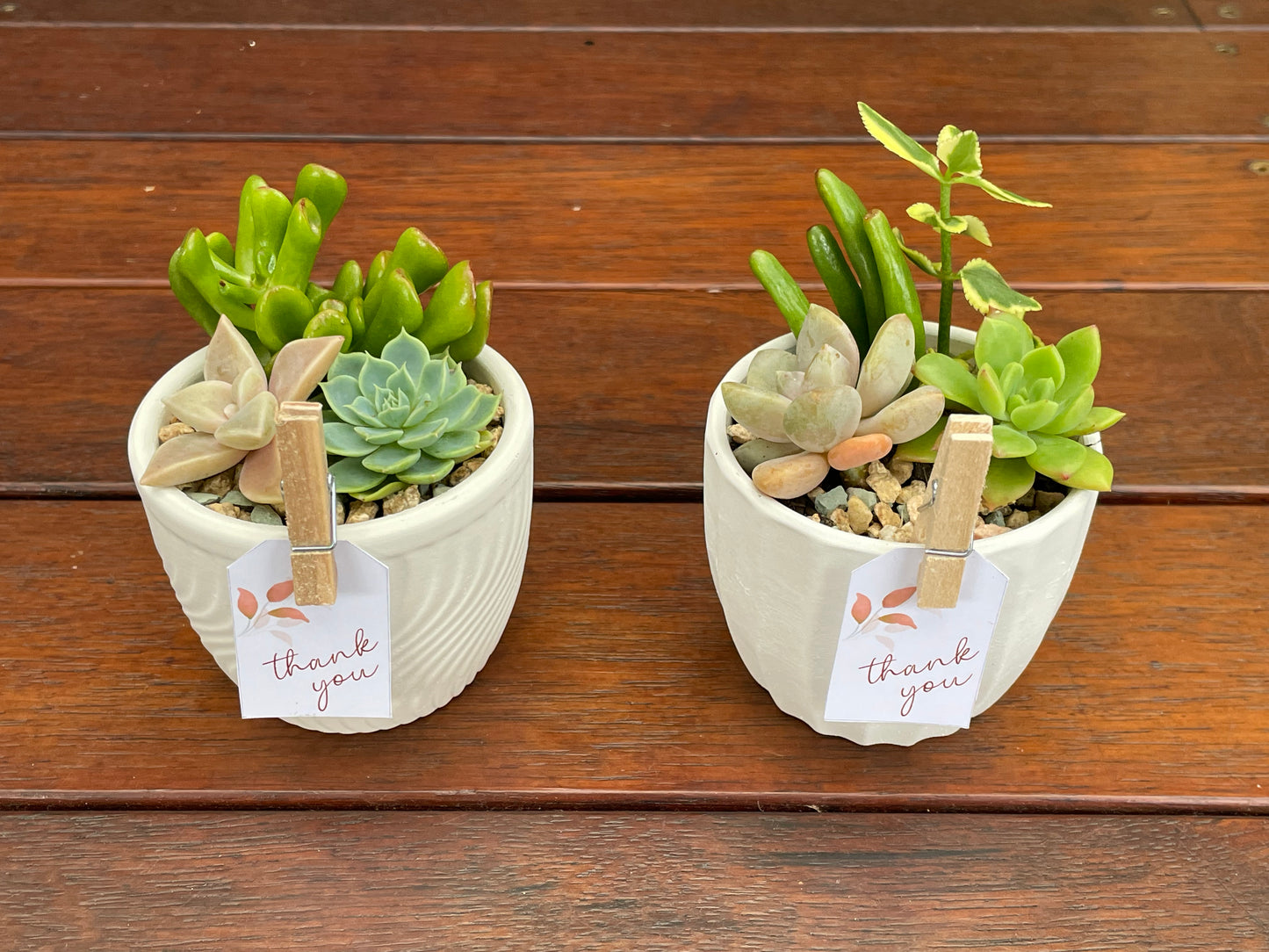 Succulent favour only local pick up from Gymea 2227