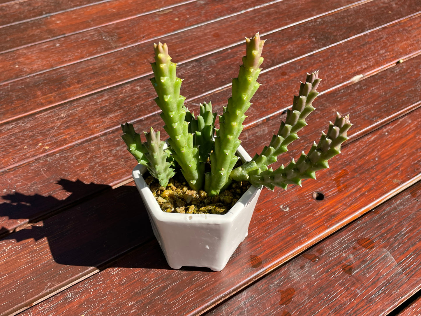 Star fish succulent live plant
