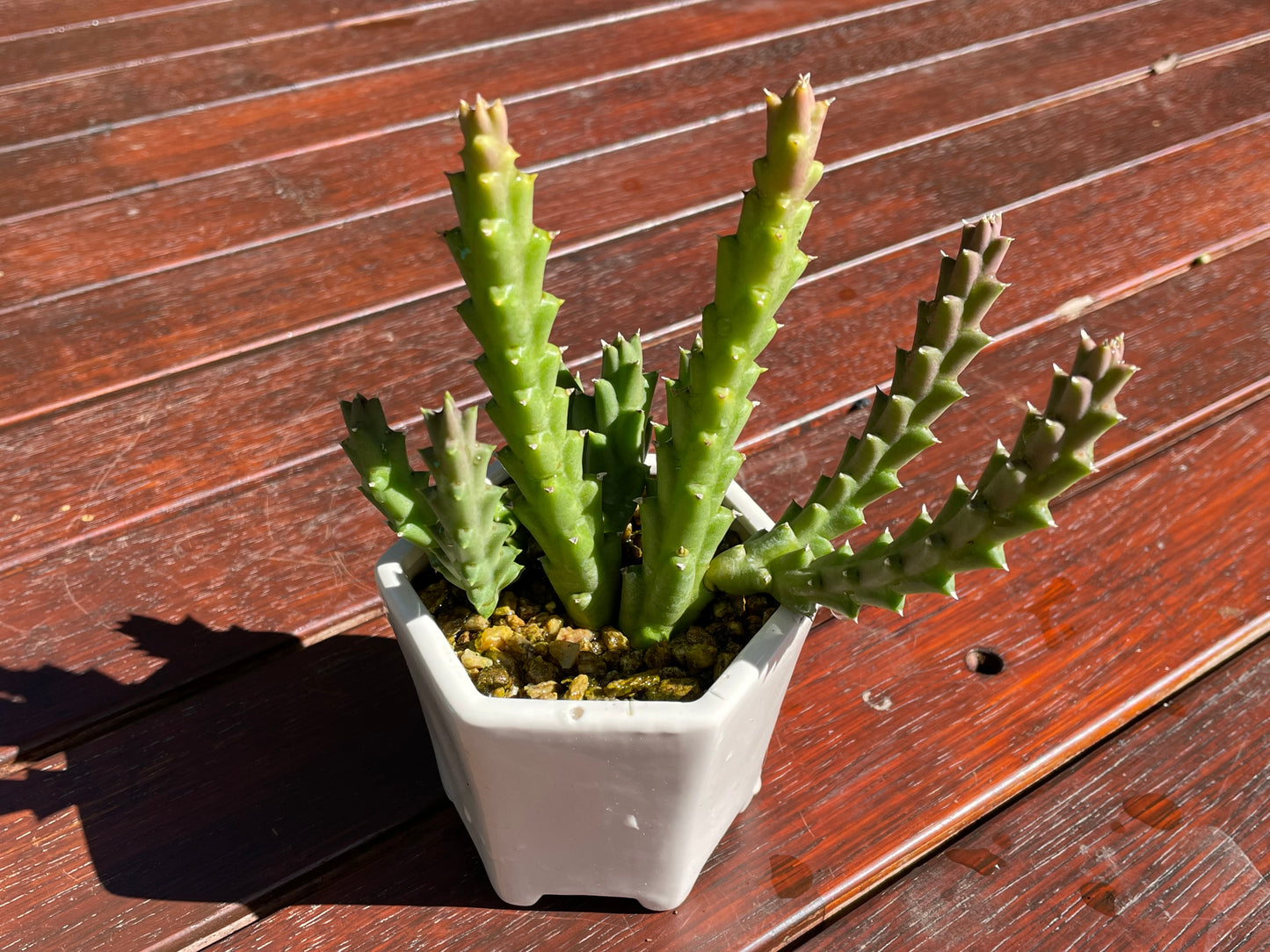 Star fish succulent live plant