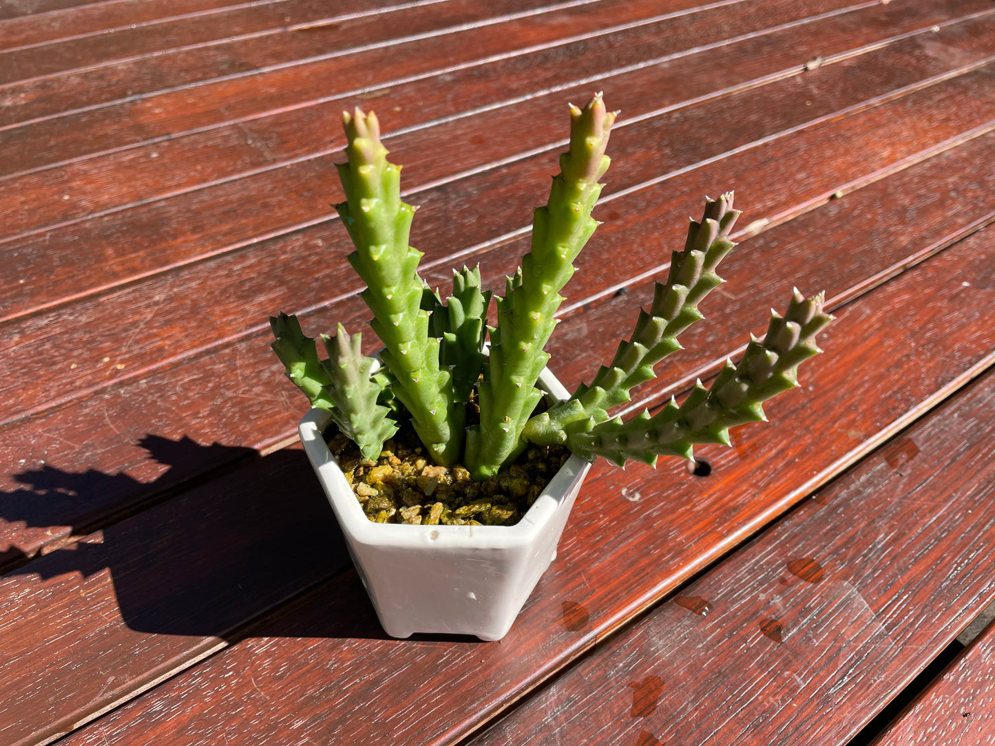 Star fish succulent live plant