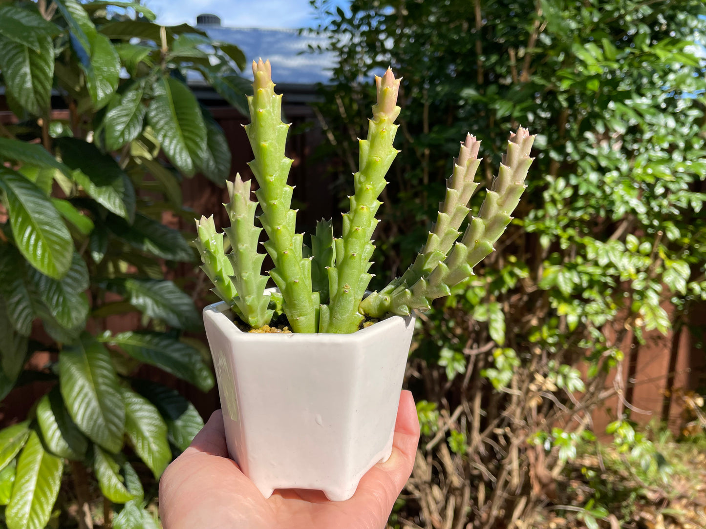 Star fish succulent live plant