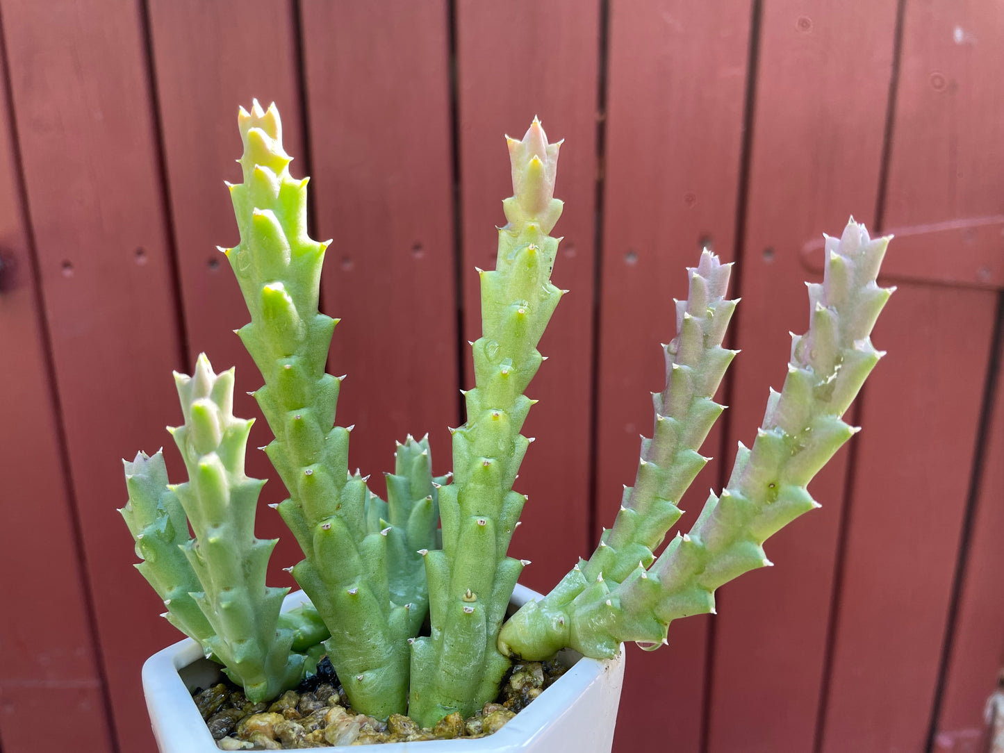 Star fish succulent live plant