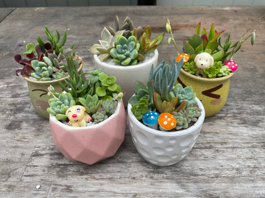 Succulent Arrangements Christmas Succulent Favourite Various Pots Only Pick Up from Gymea 2227