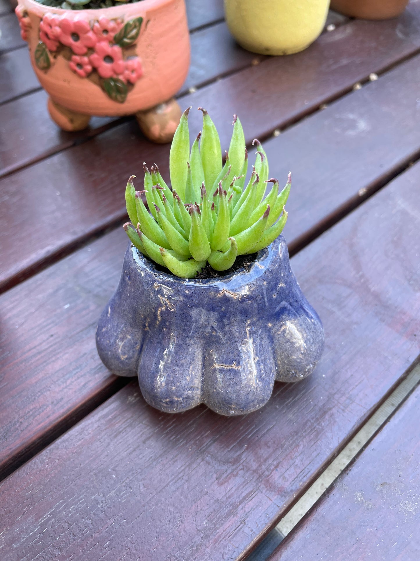 Mini Paw-Shaped Pots