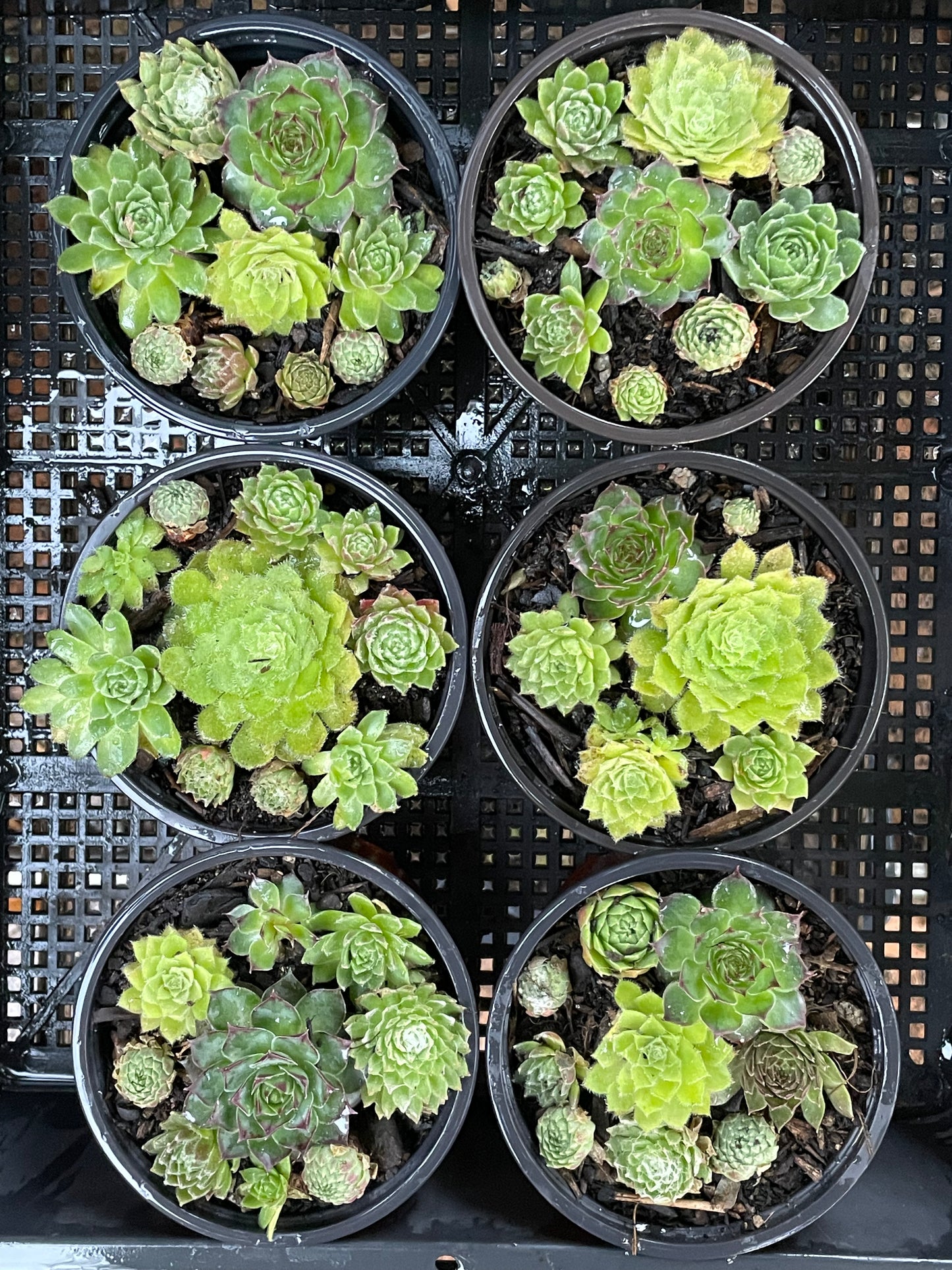 Sempervivum various types