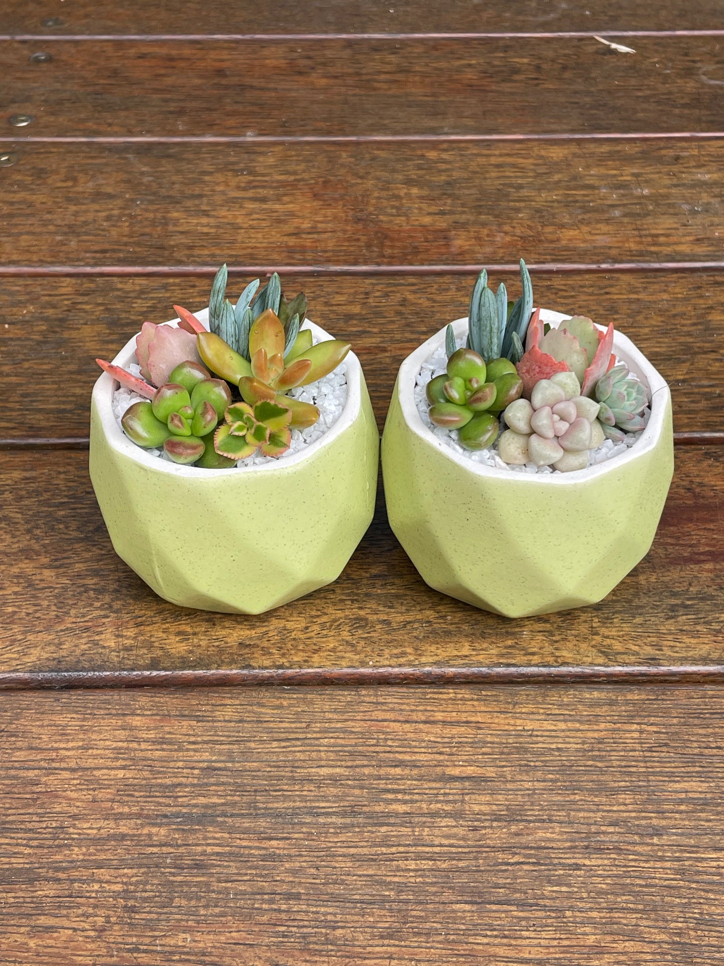 Succulent Favour | Seasonal Succulent Arrangements for Weddings & Events | Local Pick-Up in Gymea, NSW 2227
