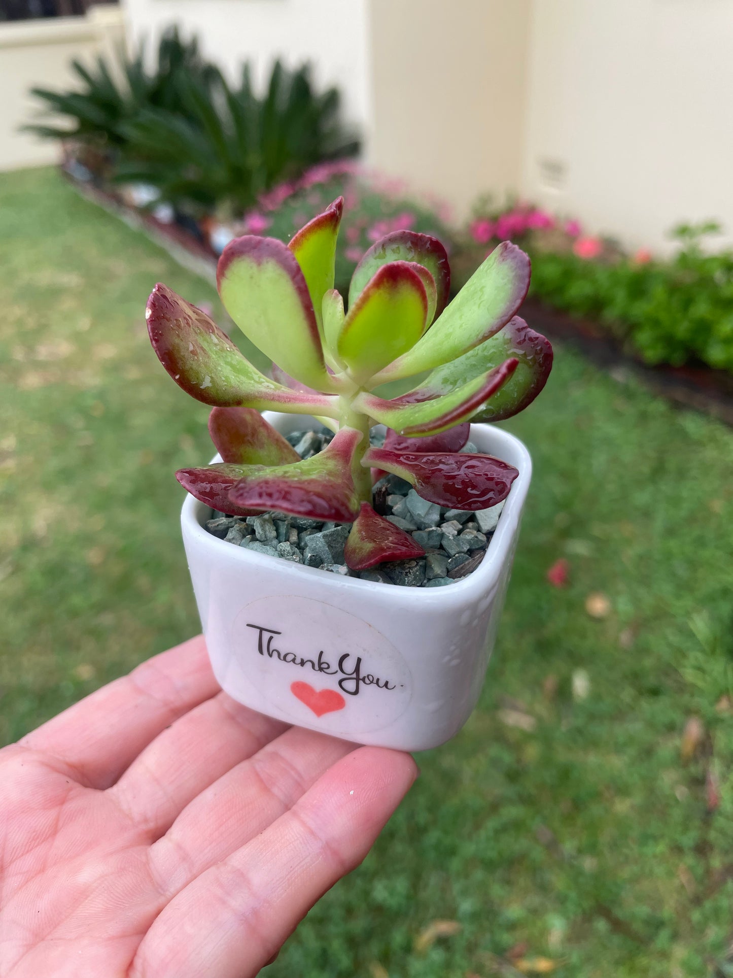 Succulent Sedum Dendroideum/tree stonecrop/False hens-and-chickens
